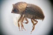 Cryphalus scabricollis 12197
