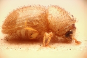 Cryphalus scabricollis 14962