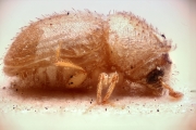 Cryphalus scabricollis 14962