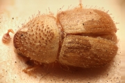Cryphalus scabricollis 14962