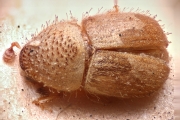 Cryphalus scabricollis 14962