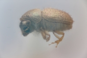 Cryphalus securus 12198