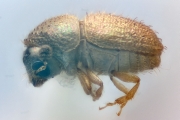 Cryphalus securus 12198