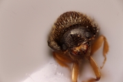 Cryphalus sp2050_CangarFicusHairy 14877