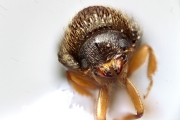 Cryphalus sp2050_CangarFicusHairy 14877