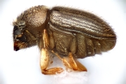 Cryphalus sp2050_CangarFicusHairy 14877