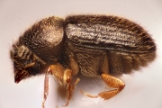 Cryphalus sp2050_CangarFicusHairy 14878