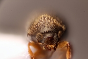 Cryphalus sp2050_CangarFicusHairy 14878