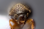 Cryphalus sp2050_CangarFicusHairy 14878