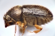 Cryphalus sp2050_CangarFicusHairy 14878