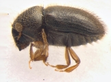 Cryphalus sp1933_Araliaceae 13959