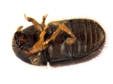 Cryphalus sp1933_Araliaceae 13959