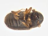 Cryphalus sp1933_Araliaceae 13959