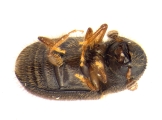 Cryphalus sp1933_Araliaceae 13959