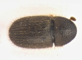 Cryphalus sp1933_Araliaceae 13959