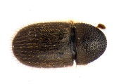 Cryphalus sp1933_Araliaceae 13959