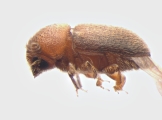 Cryphalus sp_BigEyesSmallAsperities 13586