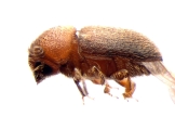 Cryphalus sp_BigEyesSmallAsperities 13586