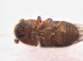 Cryphalus sp_BigEyesSmallAsperities 13586