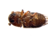 Cryphalus sp_BigEyesSmallAsperities 13586