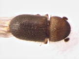 Cryphalus sp_BigEyesSmallAsperities 13586
