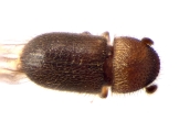 Cryphalus sp_BigEyesSmallAsperities 13586