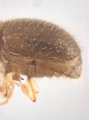 Cryphalus sp1845_BigEyeRidge 13706