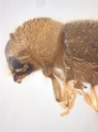 Cryphalus sp1845_BigEyeRidge 13706