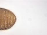 Cryphalus sp1845_BigEyeRidge 13706