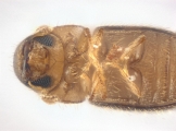 Cryphalus sp1845_BigEyeRidge 13706
