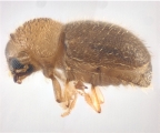 Cryphalus sp1845_BigEyeRidge 13706