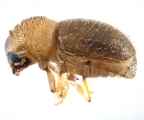 Cryphalus sp1845_BigEyeRidge 13706