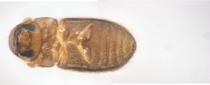 Cryphalus sp1845_BigEyeRidge 13706