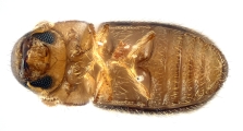 Cryphalus sp1845_BigEyeRidge 13706