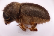 Cryphalus sp2049_weakridge 15072
