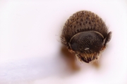 Cryphalus sp2049_weakridge 15072