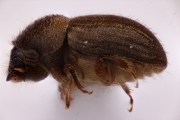 Cryphalus sp2049_weakridge 15073