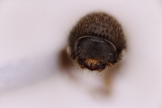 Cryphalus sp2049_weakridge 15073