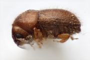 Cryphalus spp 13518