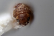 Cryphalus spp 13518