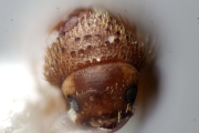 Cryphalus spp 13518