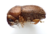 Cryphalus spp 13518