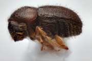 Cryphalus spp 13469