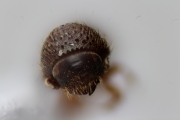 Cryphalus spp 13469