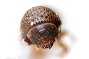 Cryphalus spp 13469