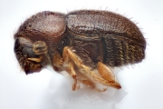 Cryphalus spp 13469