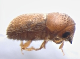 Cryphalus sp_Gnetum_gnemonoides 13551