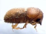 Cryphalus sp_Gnetum_gnemonoides 13551