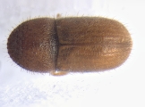 Cryphalus sp_Gnetum_gnemonoides 13551