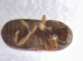 Cryphalus sp_Gnetum_gnemonoides 13551